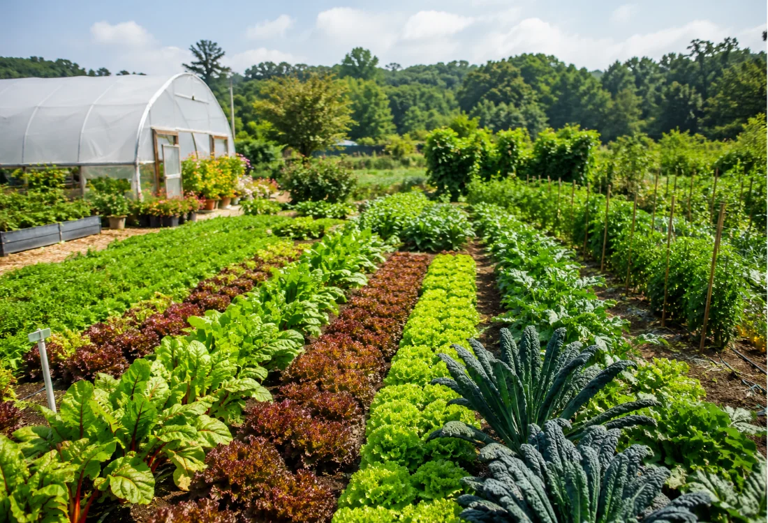 Market Gardening AP Human Geography Definition
